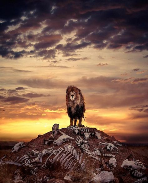 Quick Pics, Lion Photography, Male Lion, King Of The Hill, Rottweiler, Lion King, Wildlife Photography, Bald Eagle, Fine Art America