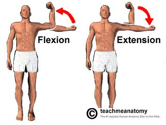 Some movements of synovial joints are flexion and extension. Flexion decreases a joint angle; for example - bending of the elbow.  Extension is a movement that straightens the joint. It normally will return the body part back to zero position. For example, straightening the elbow can be an example of extension. Hyperextension is extending a joint beyond the zero position. Synovial Joints, Flexion And Extension, Anatomical Terms, Anatomy Images, Physical Therapy Assistant, Yoga Facts, Adaptive Equipment, Sports Therapy, Nursing Student Tips