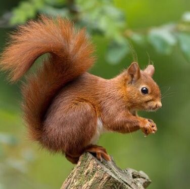 Squirrel Pictures, British Wildlife, Cute Squirrel, Red Squirrel, Alam Yang Indah, Animals Of The World, Rodents, Animal Photo, Nature Animals