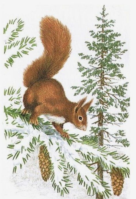 Mammal Tattoo, Squirrel Drawings, Illustration Squirrel, Squirrel Painting, Squirrel Illustration, Old Illustration, Feather Drawing, Squirrel Art, Embroidered Wall Art