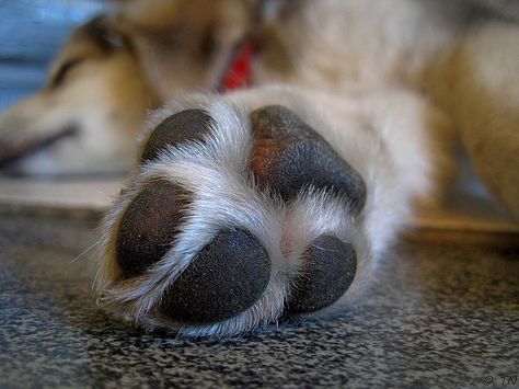 You see them every day, and perhaps haven’t given them much thought–but what’s up with your dog’s paws? For starters, there are all sorts of different types: big and small, webbed, wide, and dainty, and there’s reasons behind why … Dog Paw Moisturizer, Dog Paw Care, Dog Paw Balm, Dog Paw Pads, Paw Care, Paw Balm, Dog Pads, Dog Nails, Paw Pads