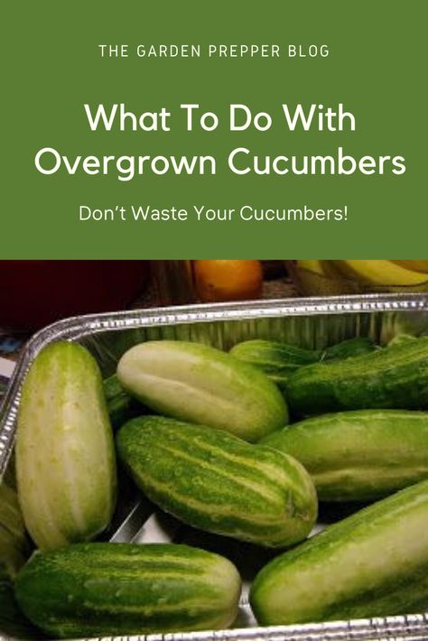 What To Do With Pickling Cucumbers, Canning Cucumbers Recipes, Canned Cucumbers Pickles Recipe, How To Can Cucumbers, Cucumber Pickling Recipes, Can Cucumbers, Cucumber Preserving, Cucumbers Canning Recipes, Cucumber Pickles Canning