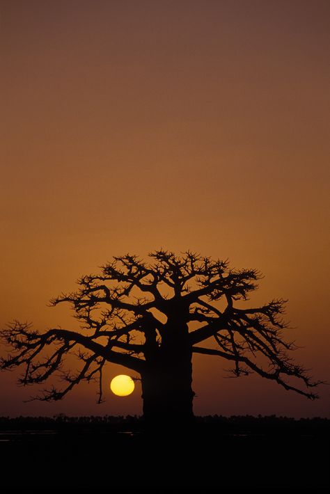 Gambia Aesthetic, Africa Sunset, Fashion Wallpaper Aesthetic, Africa Painting, Alien Aesthetic, Baobab Tree, Sunset Color, Village Photography, Amazing Places On Earth