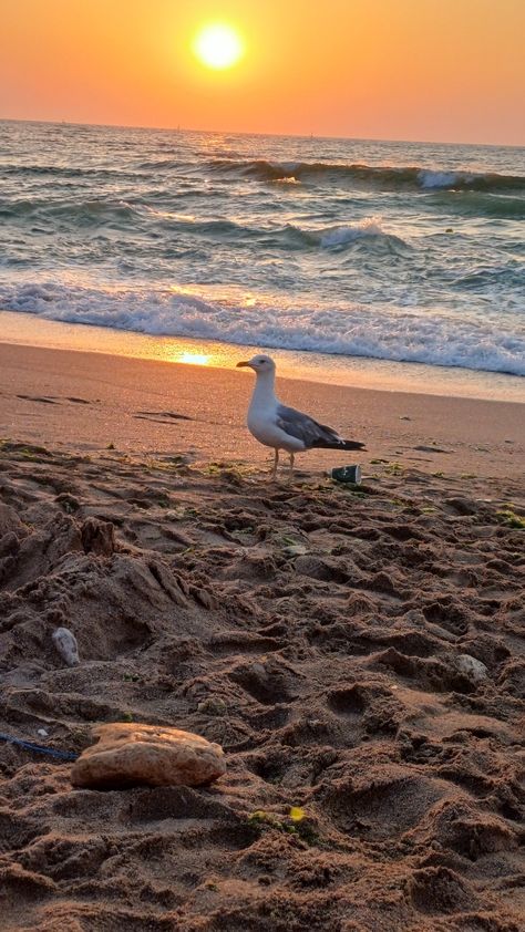 #seagull #beach Seagulls Aesthetic, Everybody Talks, Amazing Sunsets, Art Project, Happy Place, Pop Music, Happy Places, Art Projects, Cool Art