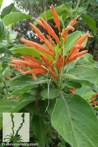 Twinberry Honeysuckle, Hummingbird And Honeysuckle, Himalayan Honeysuckle, Mexican Honeysuckle, Desert Plants Landscaping, Native Coral Honeysuckle, Greenhouse Plants, Plant Catalogs, Desert Garden