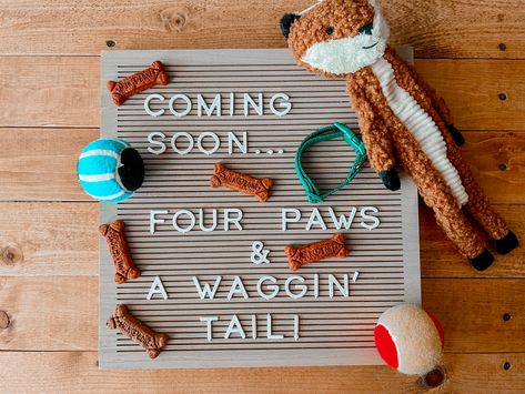 Letter board with dog toy, treats, & collar Puppy Announcement Ideas, New Puppy Announcement, Puppy Announcement, Puppy Time, Announcement Ideas, Corgi Puppy, Dog Photography, Dog Stuff, New Puppy