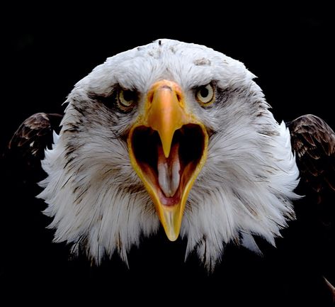 Eagle Front View, Angry Eagle, Hawk Eagle, Eagle Tattoos, Eagle Art, Bald Eagles, Genoa, Front View, Bald Eagle