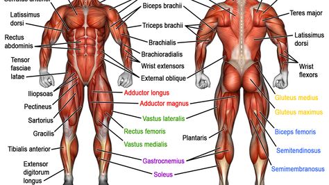 Muscle names - human anatomy Body Muscles Names, Muscle Names, Human Body Muscles, Body Muscle Anatomy, Human Muscular System, 남성 근육, Weight Training Women, Human Muscle Anatomy, Weight Training Programs