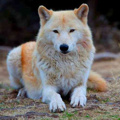 Alaskan Tundra Wolf, Arctic Wolf Aesthetic, Tundra Aesthetic, Tundra Biome, Tundra Wolf, Biome Project, Wolf Reference, Malamute Husky, Wolf World