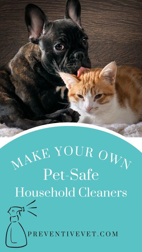 Cute French bulldog puppy licking a ginger and white cat with text that reads "Make Your Own Pet-Safe Household Cleaners" linked to preventivevet.com Diy Pet Cleaner, Pet Safe Floor Cleaner Diy, Diy Pet Friendly Floor Cleaner, Pet Safe Cleaner Diy, Pet Friendly Floor Cleaner, Pet Safe Floor Cleaner, Diy Cat Calming Spray, Dog Friendly Flooring, Diy Fabric Refresher Spray Pet Safe