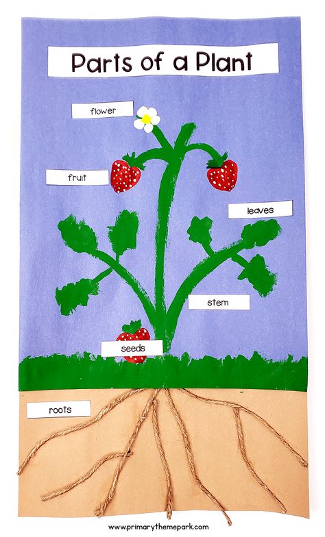 This fun parts of a plant craft uses a strawberry plant to show all six main parts of a plant. It's a great project to include in your plants unit! Plants Parts For Kids, Plants Projects For Kids, Plant Projects For Kids, Parts Of A Plant Craft, Part Of Plant, Strawberry Craft, Plant Parts, Planting For Kids, Strawberry Plant