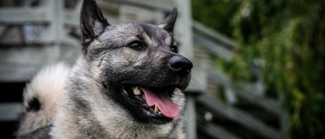 The ultimate Norwegian Elkhound breed guide. Learn all about this dog's physical description, breed standard, history, personality, trainability, and health. Norwegian Elkhound, Physics, History, Health, Dogs, Quick Saves