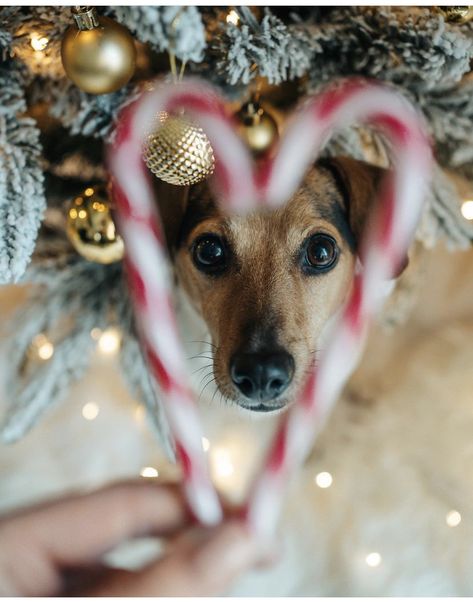 Dog Candy Cane Photo, Christmas Poses With Dog, Outside Christmas Photoshoot With Dog, Cat Christmas Picture Ideas, Christmas Card With Dog Single, Christmas Photoshoot With Pets, Christmas Card Picture Ideas With Dog, Puppy Photoshoot Ideas Christmas, Dog Winter Photoshoot