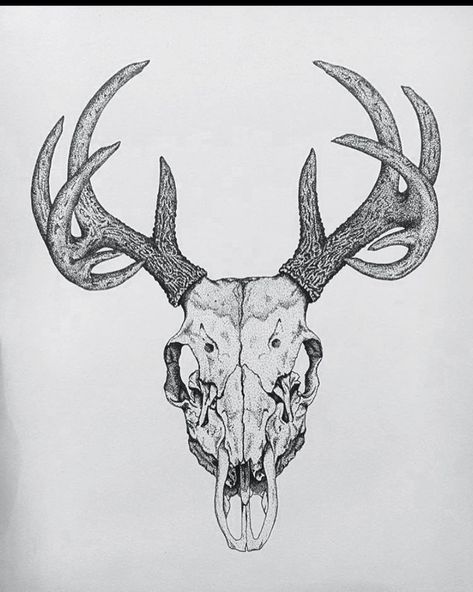 Stag Skull Tattoo Design, Deer Skull Front View, Animal Carcass Tattoo, Stag Skull Drawing, Deer Skull Back Tattoo, Deer Skull Outline, Deer Skull Sketch, Deer Skull Tattoo For Men, Elk Skull Drawing