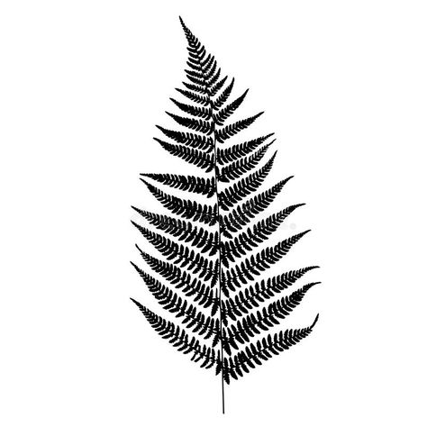 Fern Silhouette, Rooster Silhouette, Tropical Tattoo, Silhouette Head, Eagle Silhouette, Fern Tattoo, Dinosaur Silhouette, Silhouette Frames, Silhouette Tattoos