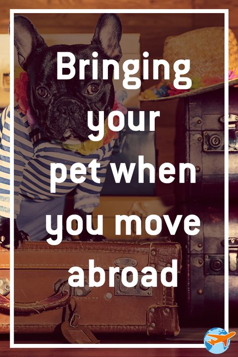 Moving Abroad With Pets, Move To Europe, Moving To Mexico, Moving Party, Moving To Europe, Retire Abroad, Moving Expenses, Moving Hacks, Packing Moving