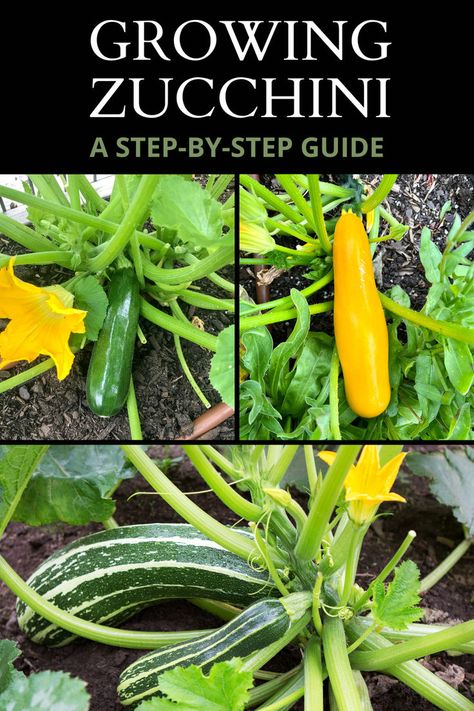 Growing Zucchini: A Step-by-Step Guide Plant Zucchini, Zucchini Garden, Lettuce Grow, Growing Squash, Growing Zucchini, Best Zucchini, Vegetable Garden For Beginners, Vegetable Gardening, Gardening Ideas