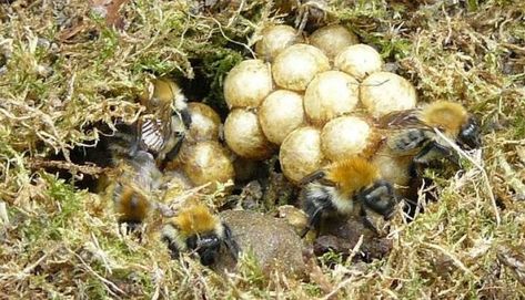 Bumblebee nests - Bumblebee Conservation Trust Bumble Bee Nest, Caterpillar Insect, Bee Conservation, Bee Friendly Plants, Bee Friendly Garden, Wild Bees, Bees And Wasps, Attracting Bees, Bee Friendly