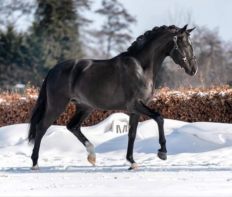 Black Warmblood Horse, Black Warmblood, Kathiyawadi Horse, Dutch Warmblood, Warmblood Horses, Marwari Horses, Horse Facts, Black Stallion, Horse Wallpaper