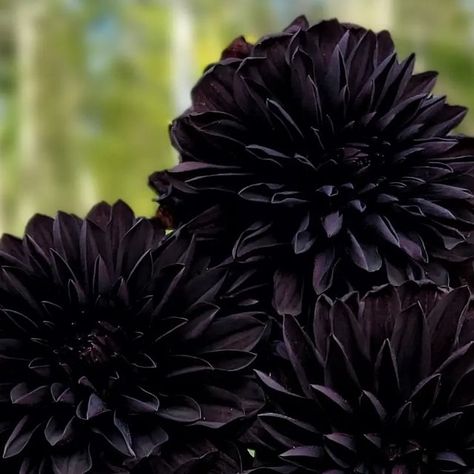 Amble & Blume - Mostly Dahlias on Instagram: "Oh be still my heart... one of my absolute favourites this season because it's just so unique. Czarny Charakter really is as dark, and might even be darker than you see here in the photos. Many times, with the blooms opening up under the white organza bags, I had to get up close just to see how far along the blooms had come along.

I would love to eventually grow a section for all the goth dahlias 🖤🖤🖤

What do you guys think of this one? Is this just a little novelty to have in the garden or do you florists see any use for this one in your events and arrangements?" Black Dahlia Aesthetic, Black Dahlia Flower, Black Dahlia, Dahlia Flower, Organza Bags, Open Up, Get Up, In The Garden, Be Still