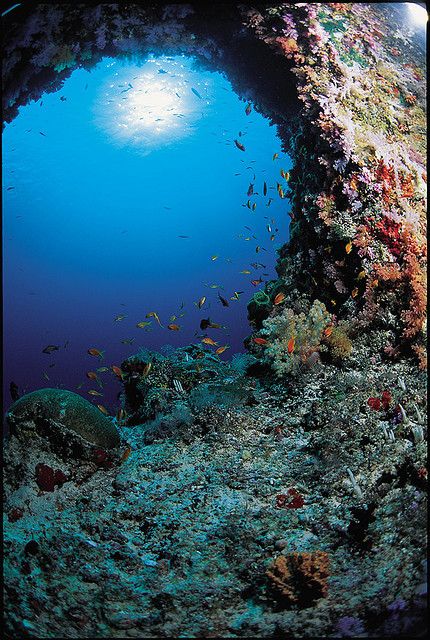 Spectacular ocean floor, French Polynesia ✯ ωнιмѕу ѕαη∂у Nook Wallpaper, Ocean Life Photography, Sea Murals, Underwater Wallpaper, Ocean Plants, Ocean Ecosystem, Ocean Images, Coral Wallpaper, Underwater Painting