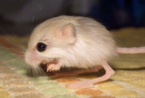 Not many rodents make it to the front page of aww, here's a pygmy jerboa - Imgur Kangaroo Rat, Tiny Animals, Rare Species, Gerbil, Lovely Animals, Animal Species, Silly Animals, Animal World, Cute Critters