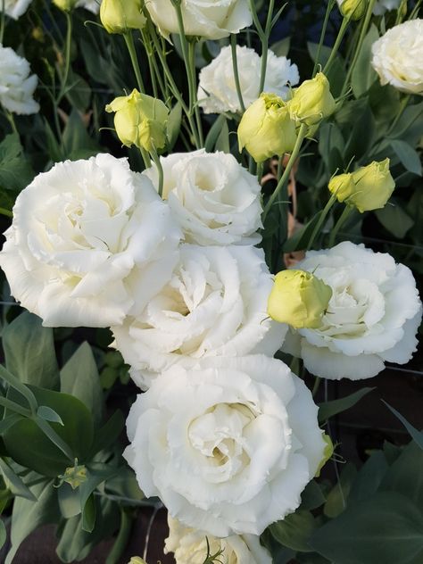 Bon voyage white Cream Lisianthus, White Eustoma, Beautiful Gardens Flowers, White Lisianthus, Beautiful White Flowers, Flower Varieties, Flower Guide, World Of Flowers, Yellow Daisies