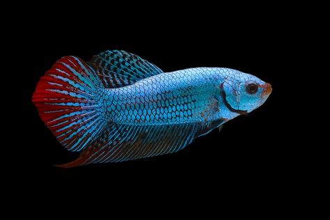 Betta Imbellis Fish Guide: Diet, Care, Tank Mates, and Breeding Need Betta Imbellis, Minimalist Aquarium, Aquarium Soil, Apple Snail, Brine Shrimp, Peaceful Nature, Floating Plants, Natural Diet, Surface Water