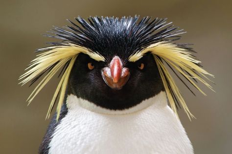 キタイワトビペンギン  Northern rockhopper pengui, Moseley's rockhopper penguin,  Moseley's penguin (Eudyptes moseleyi) Madagascar Animals, Rockhopper Penguin, Animal Study, Most Beautiful Birds, Rare Birds, Exotic Birds, Birds Of Paradise, Birdy, Beautiful Birds