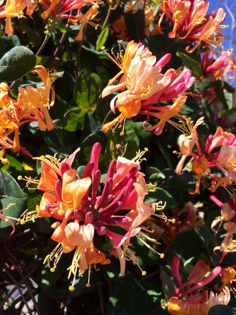 Honeysuckle Honeysuckle Flower, Summer Solstice, Honey, Plants, Flowers