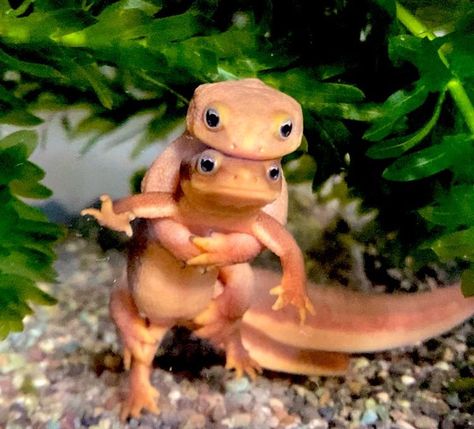 Two Cute Newts Pose for the Camera in This Adorable Photo Newt Animal, Animal Puns, Cat Pose, Pose For The Camera, Cute Hamsters, Newt, Cute Animal Pictures, Animals Images, Animal Photo