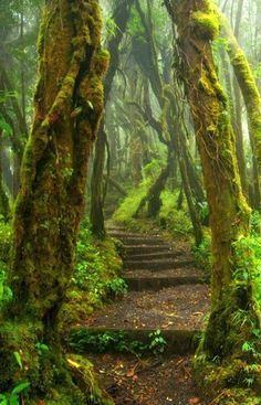 Hoh Rain Forest Trail at Olympic National Park in Washington State … Forest Trail, Forest Path, Magical Places, Beautiful Places To Visit, Pretty Places, The Trail, Most Beautiful Places, Oahu, In The Middle