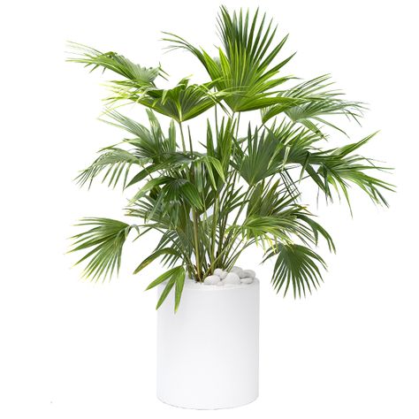 Livistona Chinensis, Chinese Fan Palm, Heart Leaf Philodendron, Chinese Fan, Fan Palm, Moss Wall Art, Floor Plants, Palm Plant, Interior Plants