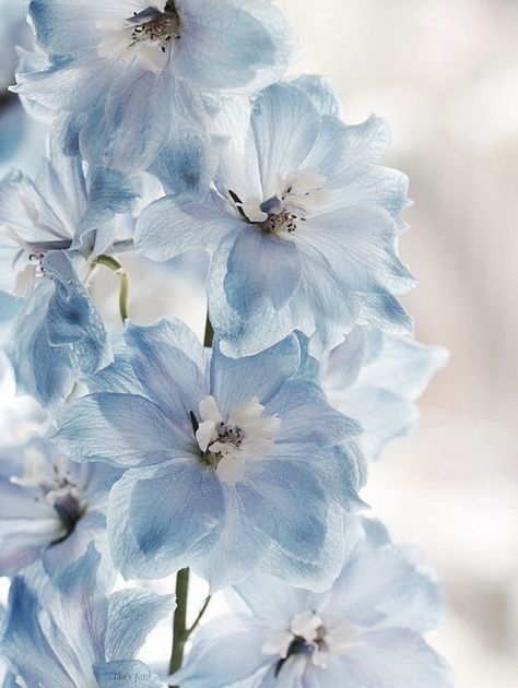 Blue Delphinium, Light Blue Aesthetic, Delphinium, Beautiful Blooms, Love Flowers, My Flower, Pretty Flowers, Shades Of Blue, Blue Flowers