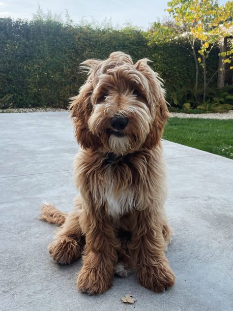 Australian Cobberdog IG @moss.thecobberdog #labradoodle #cobberdog Cobberdog Australian, Labradoodle Aesthetic, Brown Doodle Dog, Chocolate Australian Labradoodle, Australian Labradoodle Colors, Labradoodle Full Grown, Australian Labradoodles, Dogs Images, Poodle Hair