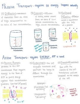 This is a one-page review of cell transport covering diffusion, osmosis, facilitated diffusion, and active transport. ... Membrane Transport, Cell Transport Notes, Active Transport Biology Notes, Active Transport, Active Transport Biology, Cell Biology Notes, Facilitated Diffusion, Passive Transport, Cell Transport