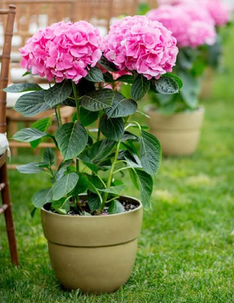 Wedding Decorations Pink, Faux Flowers Arrangements, Hydrangea Potted, Hamilton Wedding, Young Wedding, Plant Containers, Aisle Flowers, Garden Weddings Ceremony, Pot Garden