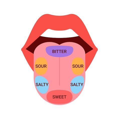 Tongue Diagram, Tongue Taste Buds, Tongue Health, Nail Care Tips, Diagram Design, Map Vector, Oral Hygiene, Taste Buds, Lose Belly Fat