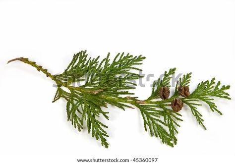 Western Red Cedar Tattoo, Cedar Tattoo, Cedar Sprig, Tattoo Planning, Cedar Branch, Shakespeare Garden, Drawing Leaves, Tree Branch Tattoo, Nature Illustrations