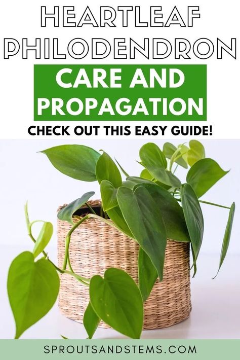 Repot Pothos Plant, Philodendron Propagation, Philodendron Heartleaf, Propagating Pothos, Philodendron Plant Care, Pothos In Water, Growing Coriander, Pothos Care, Pothos Plant Care