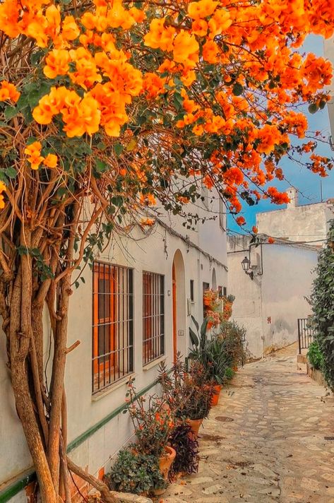 Spain Aesthetic, Mediterranean Summer, Hilarious Photos, Stop Staring, Orange Tree, Orange Flower, Andalusia, Backyards, Beautiful Places To Travel