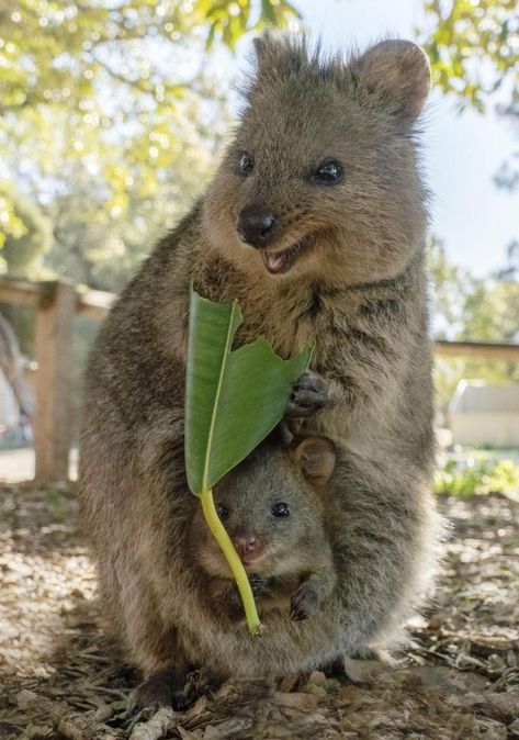 Cute Quokkas Animal Smile : The Happiest Animal in the World | Wildlife Photography The quokka, a small marsupial, is native to Australia and commonly found on Rottnest Island off the coast of Western Australia. The cool and smiley animal is known for its friendly nature and has been dubbed the "happiest animal on Earth. Animal Smile, Quokka Animal, Happiest Animal, Rottnest Island, Goofy Dog, Australian Animals, Animal Faces, Happy Animals, Cute Creatures