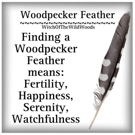 WitchOfTheWildWoods Woodpecker Feather Meaning, Spotted Feather Meaning, Feather Color Meaning, Feather Identification, Feather Magic, Finding Feathers, Feather Signs, Feather Meaning, Spirit Animal Meaning