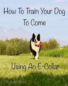 E Collar Training, Branson Missouri Vacation, Life With A Dog, Karelian Bear Dog, Missouri Vacation, Dog Training Books, Dog Shock Collar, Dog Enrichment, Lab Puppy