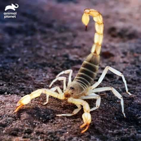 Deathstalker Scorpion, Snake Photos, Nursing Information, Desert Life, Arachnids, Organic Form, Animal Planet, The Desert, Slow Down