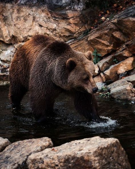 Sondre Eriksen Hensema on Instagram: "• how I imagine a bear on summer vacation 🐻💦🍎  #Bear #BrownBear #Grizzly #GrizzlyBear #SonyA1 #Sony400mmf28" Grizzly Bear Aesthetic, Grizzly Bear Photography, Bears Aesthetic, Grizzly Bear Tattoos, Aesthetic Bear, Roaring Bear, Dnd Party, Animal Poses, Ben Wallace