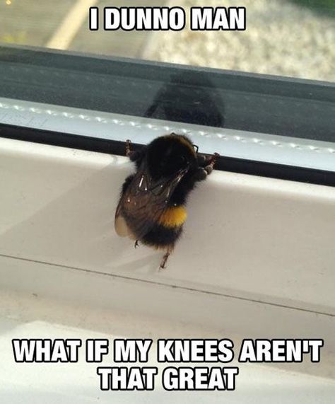 "I mean, it is great to have knees, but I still don't get why humans think they are great." (via Pleated Jeans) Bee Meme, Bees Knees, Cute Creatures, 귀여운 동물, I Don't Know, Cute Funny Animals, Bones Funny, Baby Animals, Fish Pet