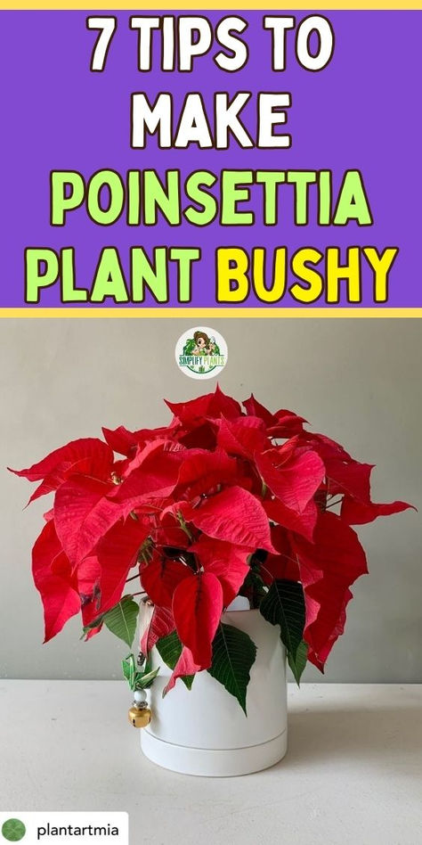 "Discover 7 essential tips to make your poinsettia plant bushy and vibrant! 
Enhance your poinsettia care with expert advice on how to care for your 
poinsettia, including winter rose poinsettia care and post-Christmas care 
tips. Learn effective strategies for nurturing your poinsettia as a 
houseplant and ensure it thrives all year round. Perfect for both beginners 
and seasoned plant lovers! " Poinsettia Care, Poinsettia Plant, Houseplant Care, Winter Rose, House Plant Care, Plant Lover, Indoor Garden, Care Tips, Favorite Holiday