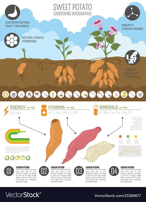 Farming Infographic, Gardening Infographic, Potato Gardening, Graphic Template, Flat Style, Design Vector, Style Design, Sweet Potato, Png Images