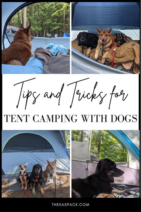 collage of dogs laying in tents and sitting in front of a tent, text states: tips and tricks for tent camping with dogs Camping With A Dog, Must Have Camping Gear, Camping With Dogs, Tent Camping Hacks, Dog Tent, Camping Usa, First Time Camping, Camping Safety, Dog Wellness